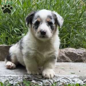 Duke, Pembroke Welsh Corgi Puppy