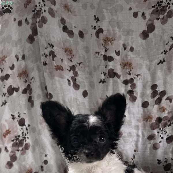 Skye, Chihuahua Puppy