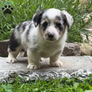 Duke, Pembroke Welsh Corgi Puppy