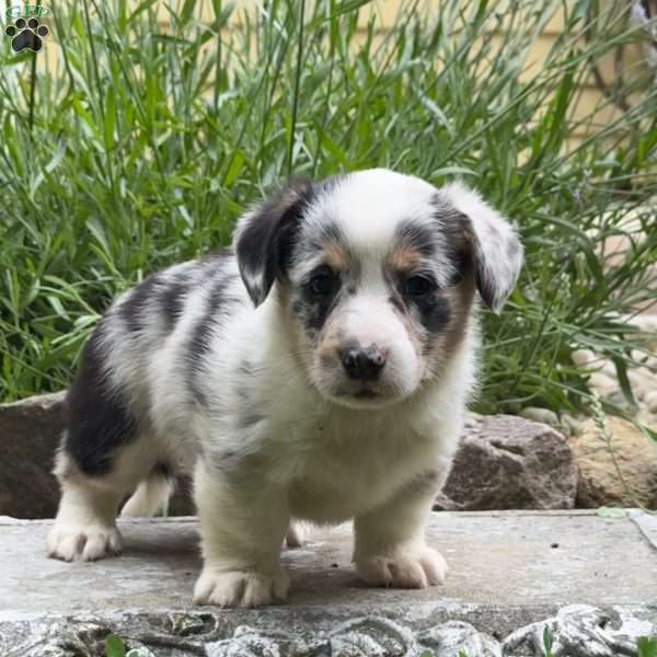 Daisy, Pembroke Welsh Corgi Puppy