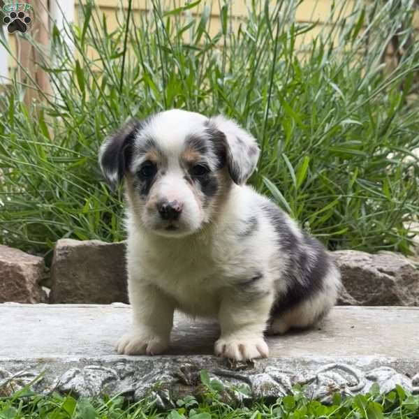 Duke, Pembroke Welsh Corgi Puppy