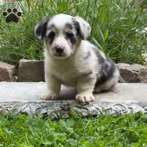 Daisy, Pembroke Welsh Corgi Puppy