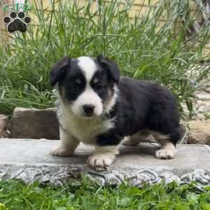 Diane, Pembroke Welsh Corgi Puppy