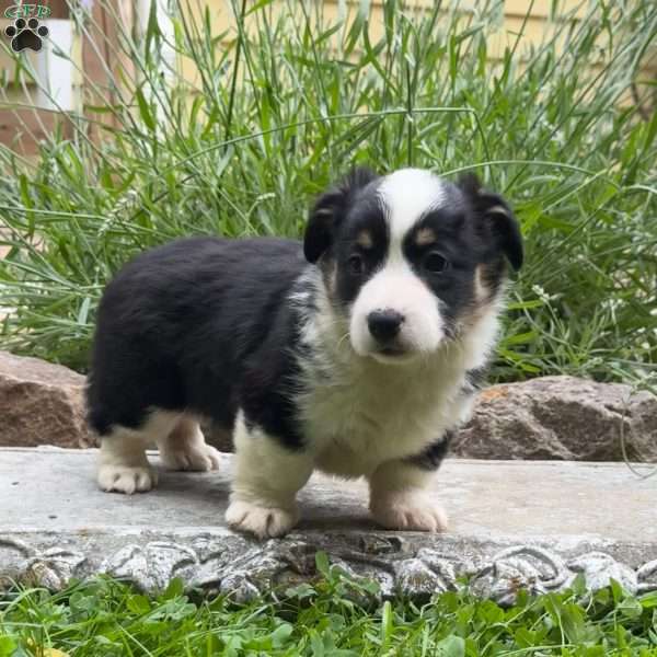 Diane, Pembroke Welsh Corgi Puppy