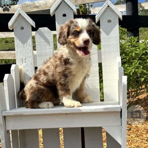 Mary, Mini Bernedoodle Puppy