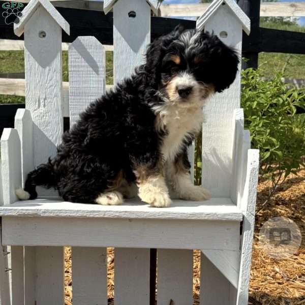 Cody, Mini Bernedoodle Puppy