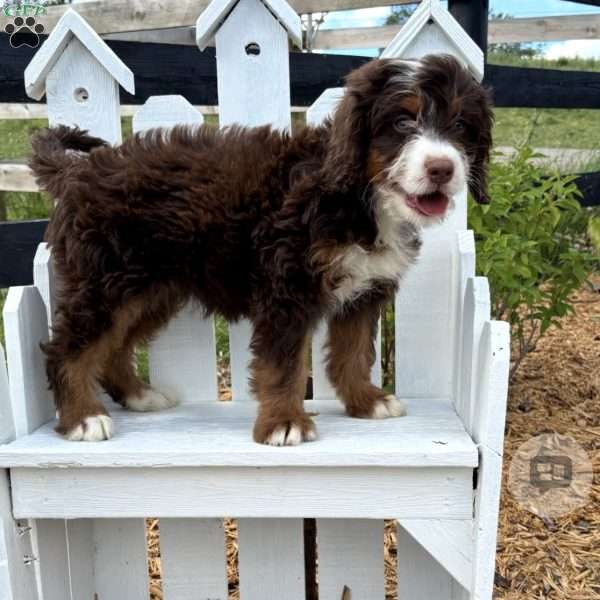 Margo, Mini Bernedoodle Puppy