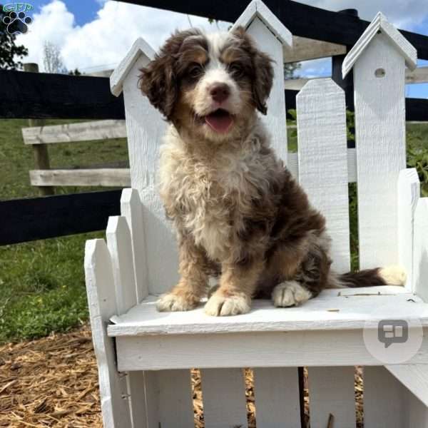 Coacoa, Mini Bernedoodle Puppy