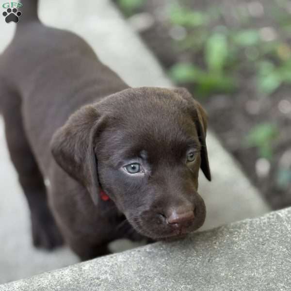 Moose, Chocolate Labrador Retriever Puppy