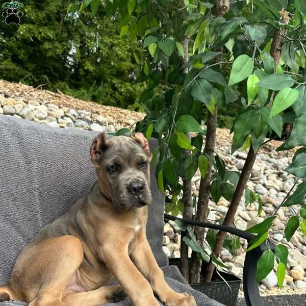 Maverick, Cane Corso Puppy