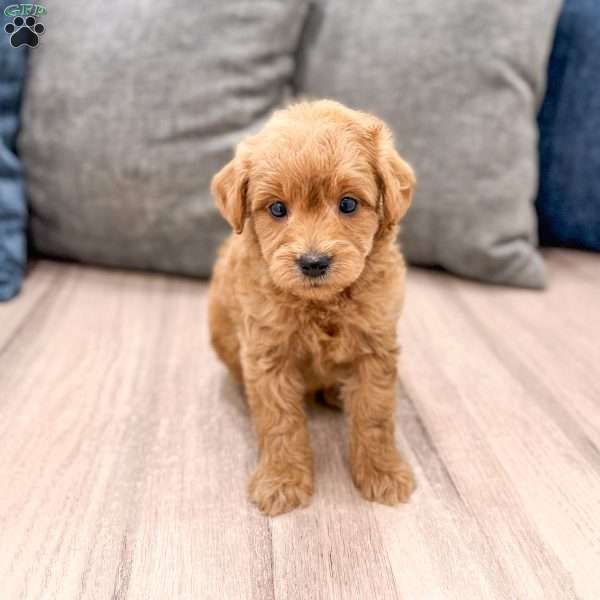 Charlie, Mini Goldendoodle Puppy