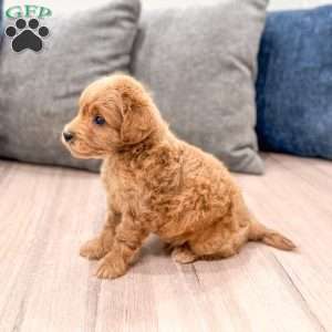 Charlie, Mini Goldendoodle Puppy