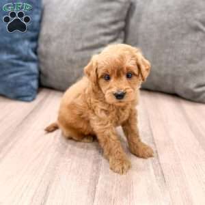 Charlie, Mini Goldendoodle Puppy
