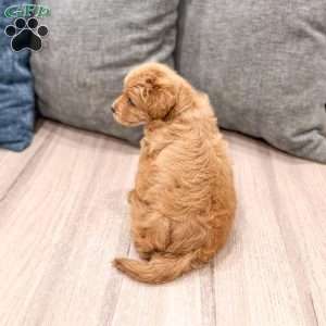 Charlie, Mini Goldendoodle Puppy