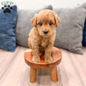 Charlie, Mini Goldendoodle Puppy
