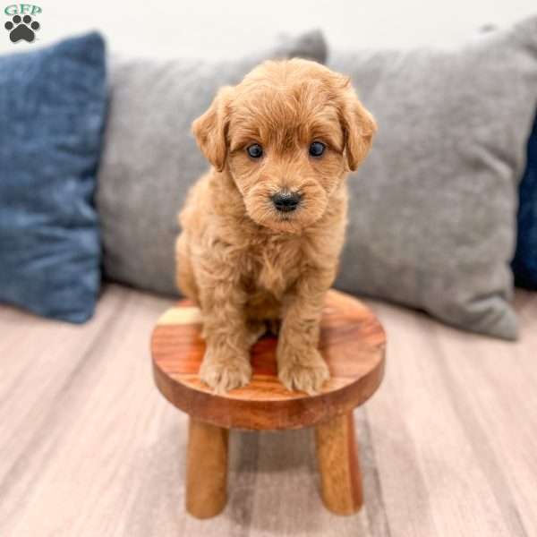 Charlie, Mini Goldendoodle Puppy