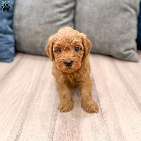 Max, Mini Goldendoodle Puppy
