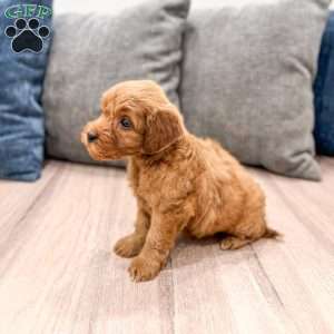 Max, Mini Goldendoodle Puppy
