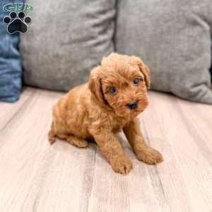 Max, Mini Goldendoodle Puppy