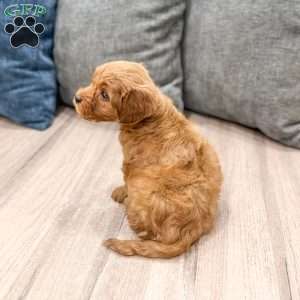 Max, Mini Goldendoodle Puppy