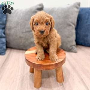 Max, Mini Goldendoodle Puppy