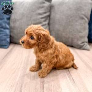 Ruby, Mini Goldendoodle Puppy