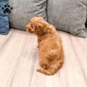 Ruby, Mini Goldendoodle Puppy