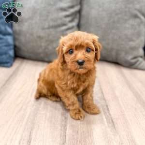 Ruby, Mini Goldendoodle Puppy