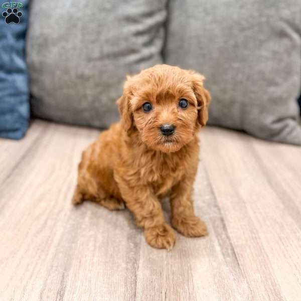 Ruby, Mini Goldendoodle Puppy