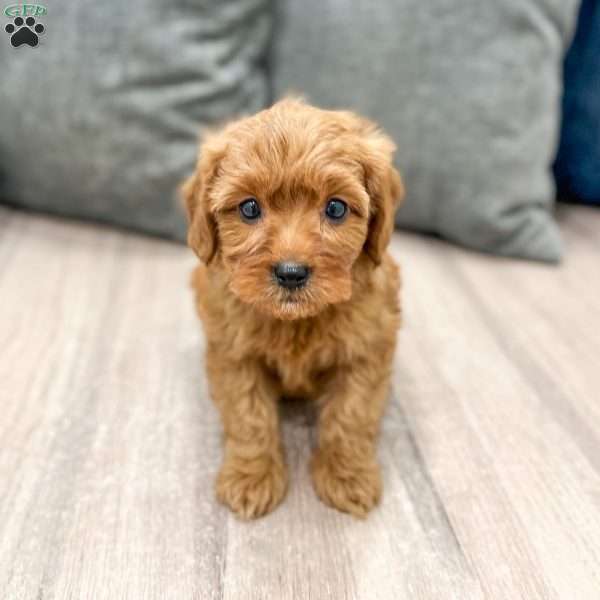 Ruby, Mini Goldendoodle Puppy