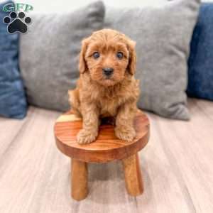 Ruby, Mini Goldendoodle Puppy