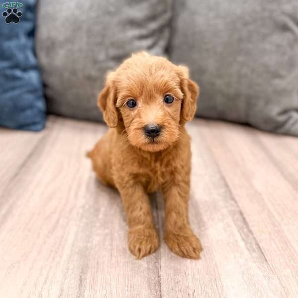 Molly, Mini Goldendoodle Puppy