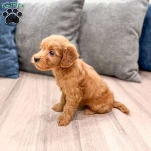 Molly, Mini Goldendoodle Puppy