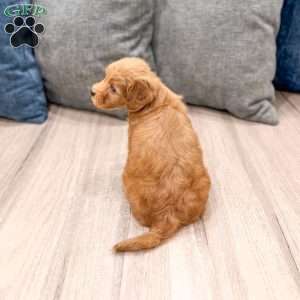 Molly, Mini Goldendoodle Puppy