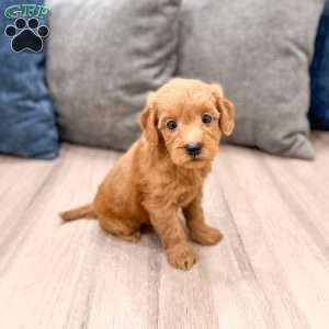 Molly, Mini Goldendoodle Puppy