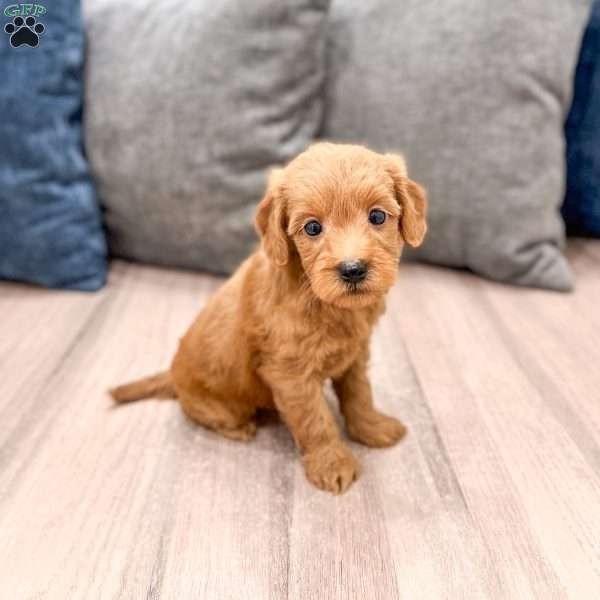 Molly, Mini Goldendoodle Puppy