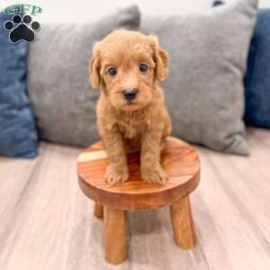 Molly, Mini Goldendoodle Puppy