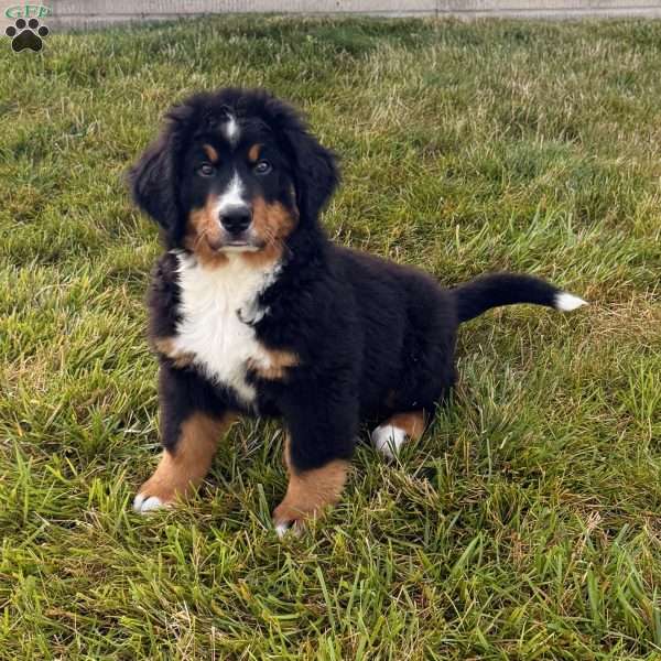 Ryder, Bernese Mountain Dog Puppy