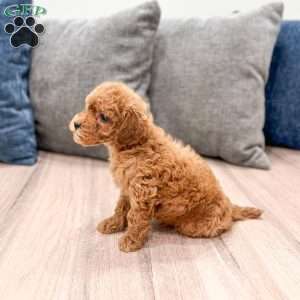 Buddy, Mini Goldendoodle Puppy