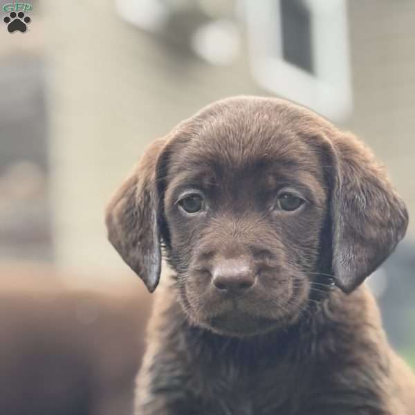 Tucker, Chocolate Labrador Retriever Puppy