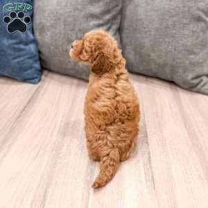 Buddy, Mini Goldendoodle Puppy