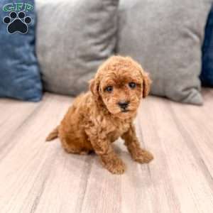 Buddy, Mini Goldendoodle Puppy