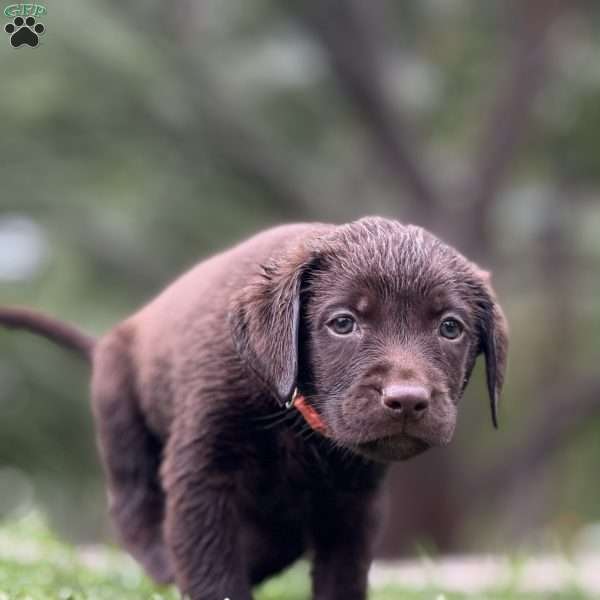 Oakley, Chocolate Labrador Retriever Puppy