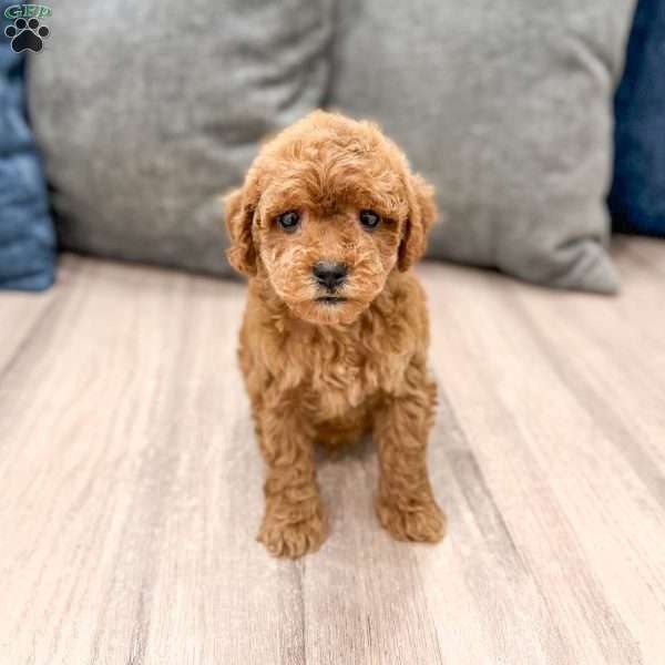 Buddy, Mini Goldendoodle Puppy