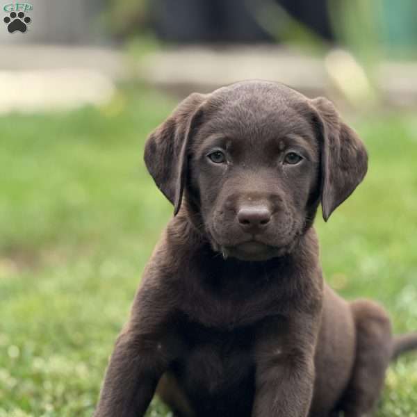 Bear, Chocolate Labrador Retriever Puppy