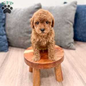 Buddy, Mini Goldendoodle Puppy