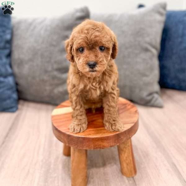 Buddy, Mini Goldendoodle Puppy