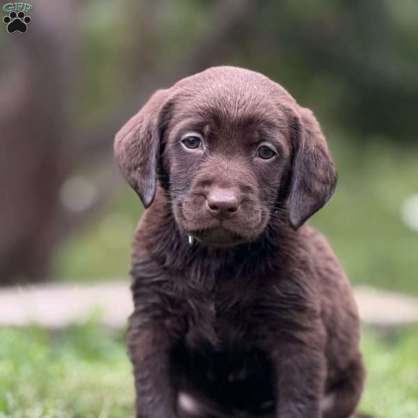 Ranger, Chocolate Labrador Retriever Puppy
