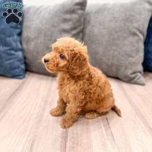 Jack, Mini Goldendoodle Puppy