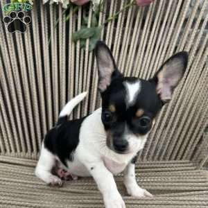 osa, Chihuahua Puppy
